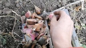 Чеснок сорт,, ЛЮБАША,