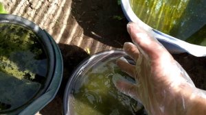 Огурцы не растут? Желтеют завязи? Дайте огурцам эту подкормку ??