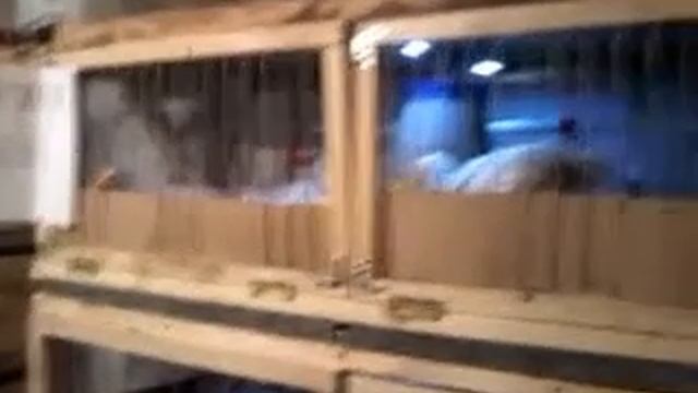 Выращивание бройлеров в домашних условиях. смотреть онлайн