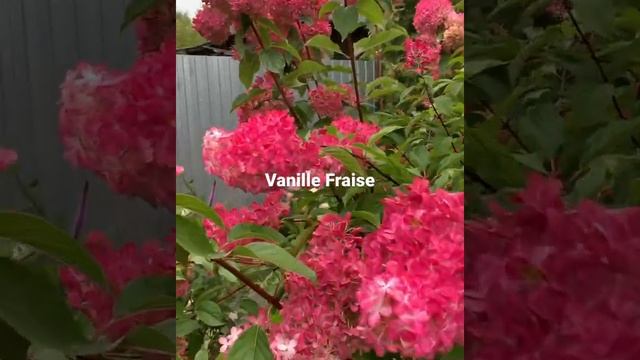 Гортензия Ванила Фрейз смотреть онлайн