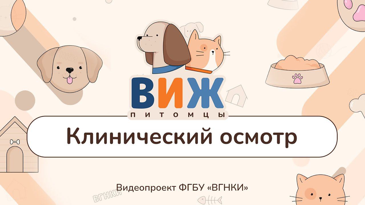 «ВИЖ Питомцы» - Клинический осмотр