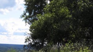 Веретья гора. Палкинский район.Псковская обл.