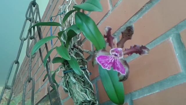 Primeira floraçao Cattleya Schilleriana смотреть онлайн