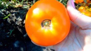 ЛУЧШИЕ СОРТА ТОМАТОВ ОТ КОТОРЫХ НЕ ОТКАЖУСЬ И ВСЕМ РЕКОМЕНДУЮ! ОБЗОР УРОЖАЙНЫХ СОРТОВ.