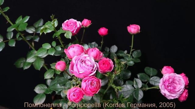 Как распускается роза Помпонелла - Pomponella (Kordes Германия, 2005)