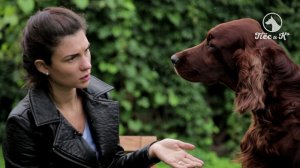 Телеканал "Пёс и Ко"