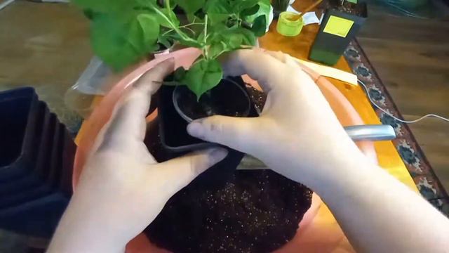 Бугенвиллея. Пересадка черенков в больший объём. смотреть онлайн