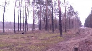 Лучшая охота на зайца с белорусским гончим в сезоне 2022-2023!!!