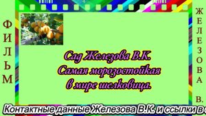 Сад Железова В.К. Самая морозостойкая в мире шелковица.