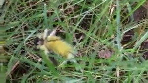 Мохнатая гусеница