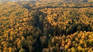 Осенний лес с высоты 4K