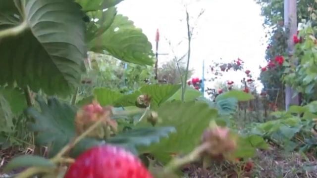 КАК Я ВЫРАСТИЛА ТАКУЮ БОЛЬШУЮ КЛУБНИКУ? СУПЕР ПОДКОРМКА НА ИЮНЬ!!! смотреть онлайн