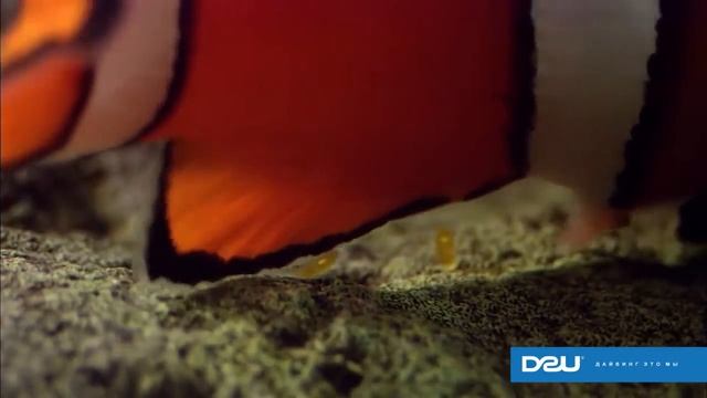 D2U club - Рыба клоун, забота о потомстве ... смотреть онлайн