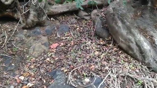 Giant Carob Tree (Ceratonia siliqua) in Tenerife Mountains смотреть онлайн