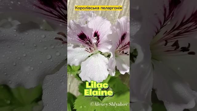 Королівська пеларгонія Lilac Elaine