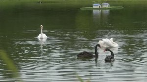 История со счастливым концом: потерявшему Февронию лебедю Петру из Ивановки подобрали новую пару