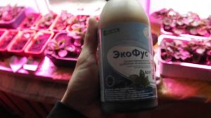 Агротехника клубники на подоконнике.