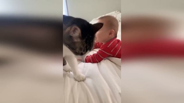 С таким Котом и Собака не Нужна| Милая Кошка Кенгуру| #приколыскотами #смешныекоты2023 #catsfunny