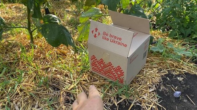 Купить клубнику рассаду смотреть онлайн