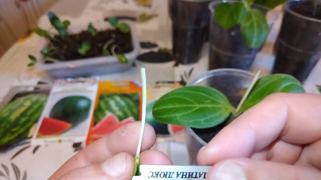 Прививка арбуза на Лагенарию