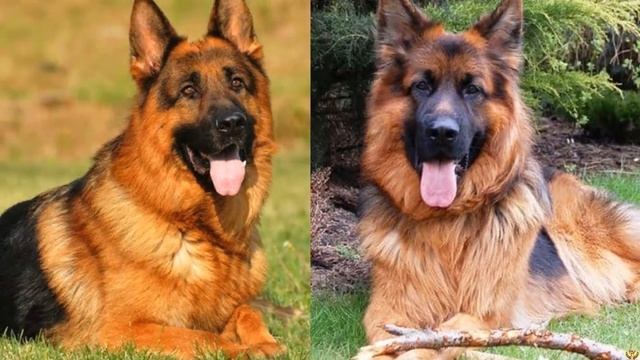 ВОЛК ПРОТИВ НЕМЕЦКОЙ ОВЧАРКИ. КТО ПОБЕДИТ? смотреть онлайн