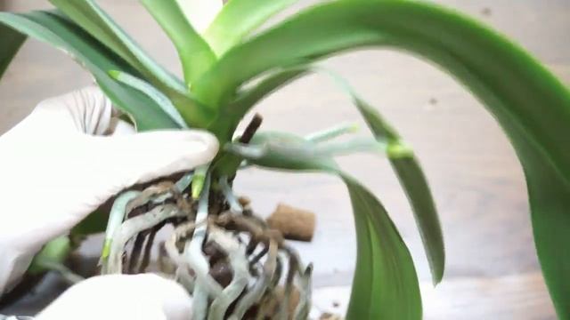 ОРХИДЕЯ,цветущая 50/50 "Попугай" и "Мария-Тереза":смотрю корни и отправляю Ане Румянцевой. смотреть онлайн