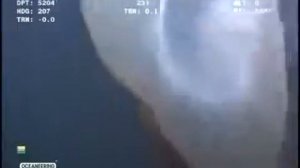 Странные животные в глубинах океана