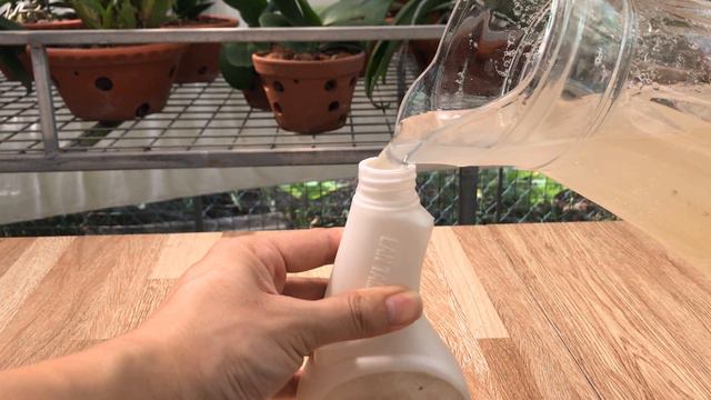 Just 1 Piece! Anthurium Without Flowers Suddenly Blooms Many Magical Flowers смотреть онлайн