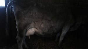 Осолаживание( запаривание кипятком ) дробленки зерновых культур!