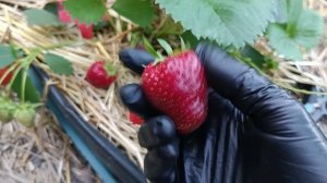 сорт Шарлотта. нсд Франция. Земляничная Исландия.