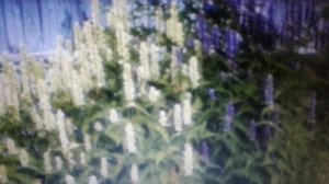 Лофант трава: полезные свойства и противопоказания.