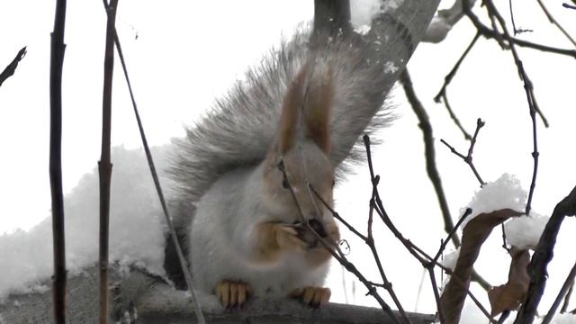 Squirrel eating snow after finishing with the nut смотреть онлайн