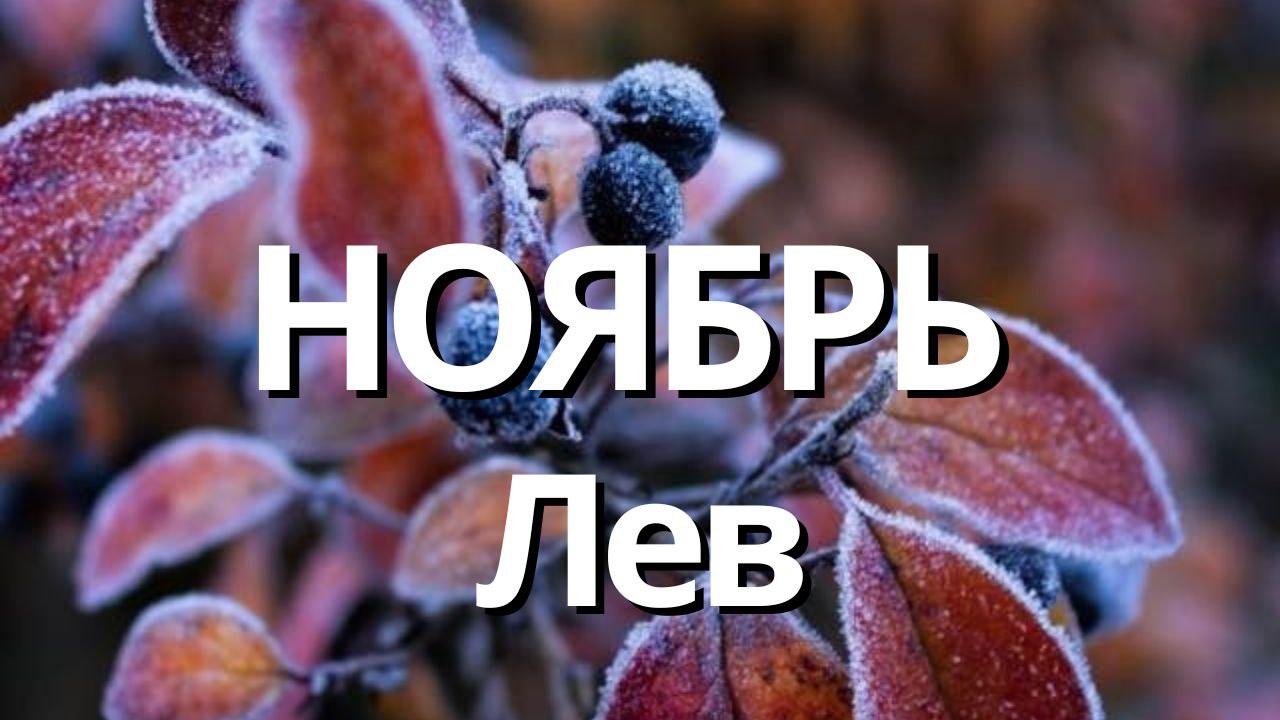 ЛЕВ НОЯБРЬ 2023 [Таро прогноз]