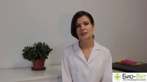 Кот и кошка в одной квартире, как подружить? // Сеть Ветклиник Био-Вет