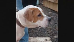 Собаки Т С.wmv