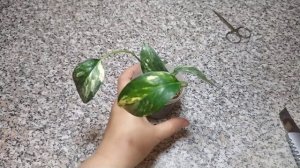 Монстера undetermined white variegated