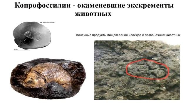 Методы палеонтологии