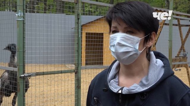 В «Лукоморье» привезли двух страусов Эму смотреть онлайн