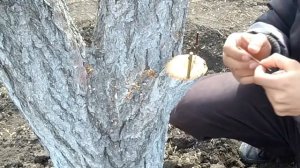 Самое оптимальное время для прививки фруктового сада / Прививка почкои и под кору