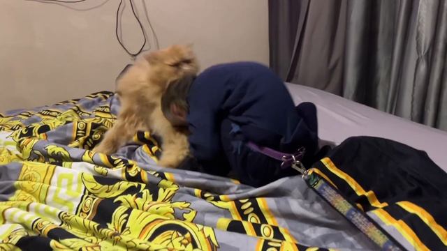 Во время игры ни Марсель ни Боря не пострадали ???#макака #обезьяна #кот смотреть онлайн