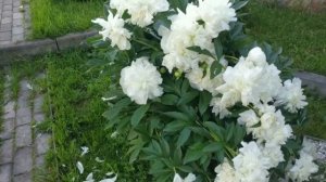 Все о пионах / Древовидные пионы / Ито-гибриды