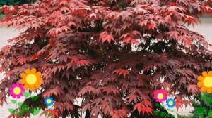 Клен дланевидный Atropurpureum. Краткий обзор, описание характеристик