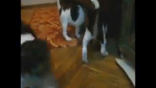 Малыши фоксики смотреть онлайн