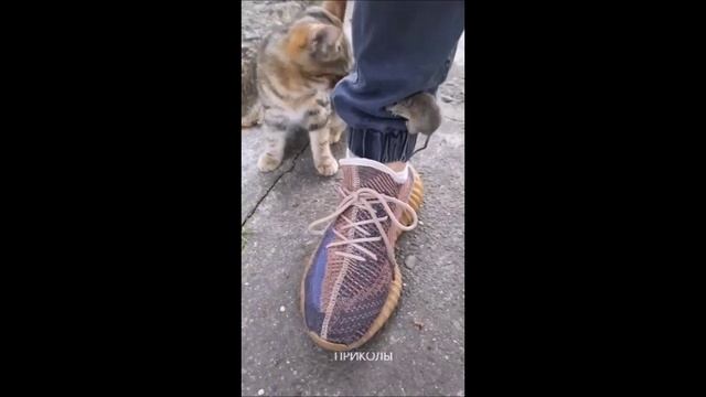 Смешные приколы