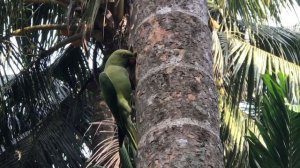 The story about ROSE- RINGED PARAKEET.  Psittacula krameri.  40cm