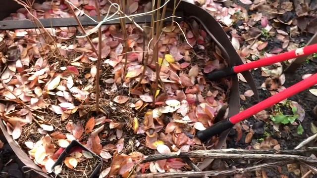 Обновление голубики / Осенняя обрезка смотреть онлайн