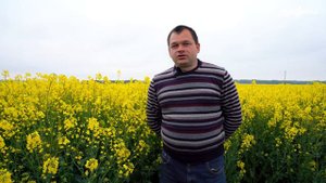 Новинка. Гибрид СИ Иова. Как выращивают озимый рапс Сингента на Гродненщине.