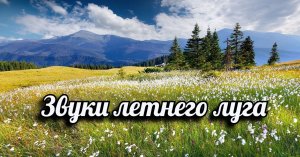 Звуки летнего луга.mp4