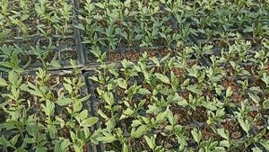 томат асвон ,рассада 30.04.2022