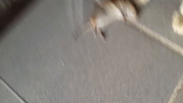 КОШКА ПРИНЕСЛА МЫШЬ смотреть онлайн